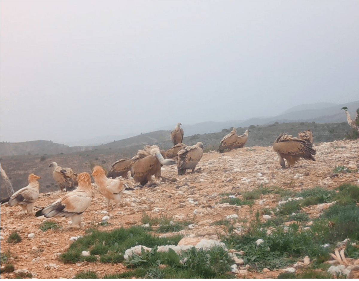 Proyecto de recuperación aves necrófagas en la comarca de Calatayud|CEOE