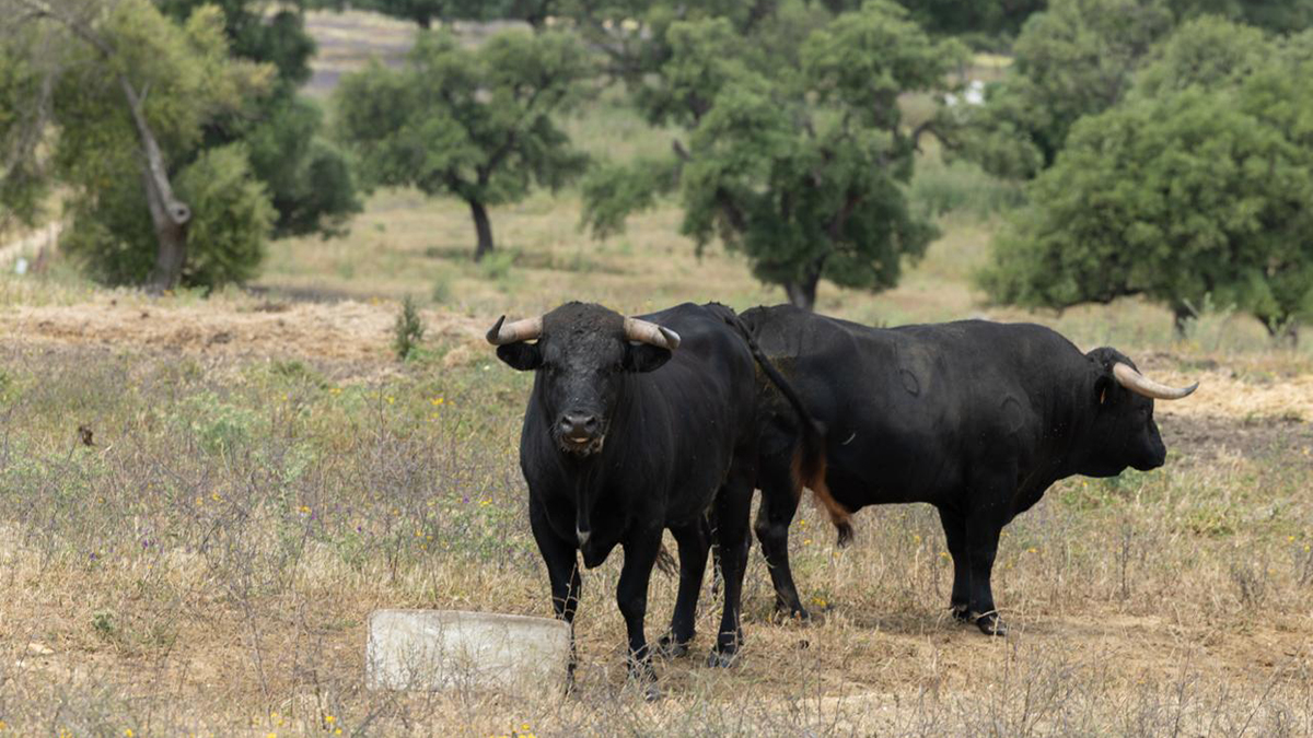 VOX: “Daremos especial protección a estos eventos y a la importante labor de nuestros ganaderos taurinos y a la tauromaquia”