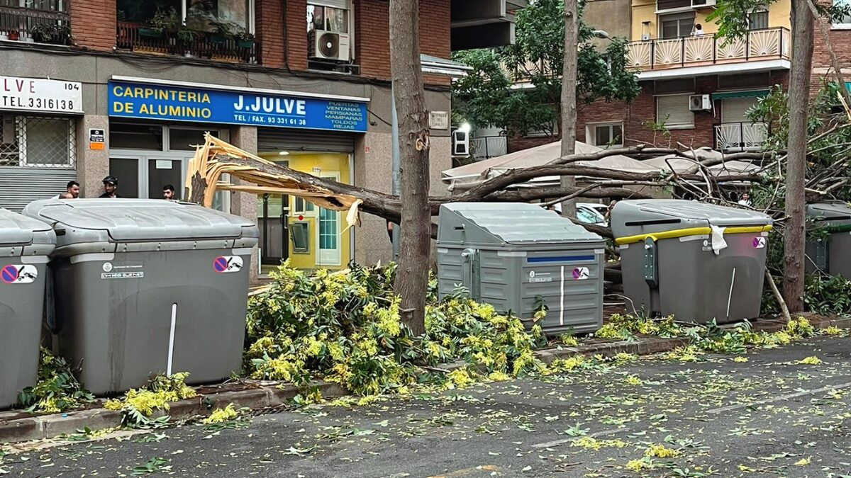 VOX exige la retirada inmediata del ailanto tras el temporal en L’Hospitalet por su grave peligro para la seguridad