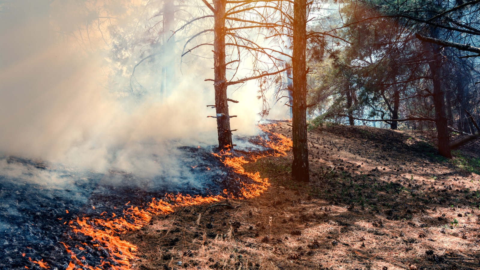 El Consejo de Ministros aprueba medidas notariales de apoyo a los afectados por los incendios forestales