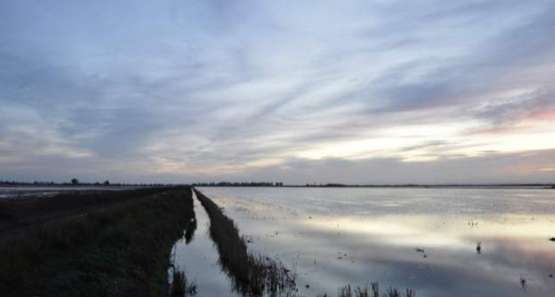 VOX reclama medidas urgentes para salvar el arroz del Bajo Guadalquivir ante la competencia desleal de las importaciones